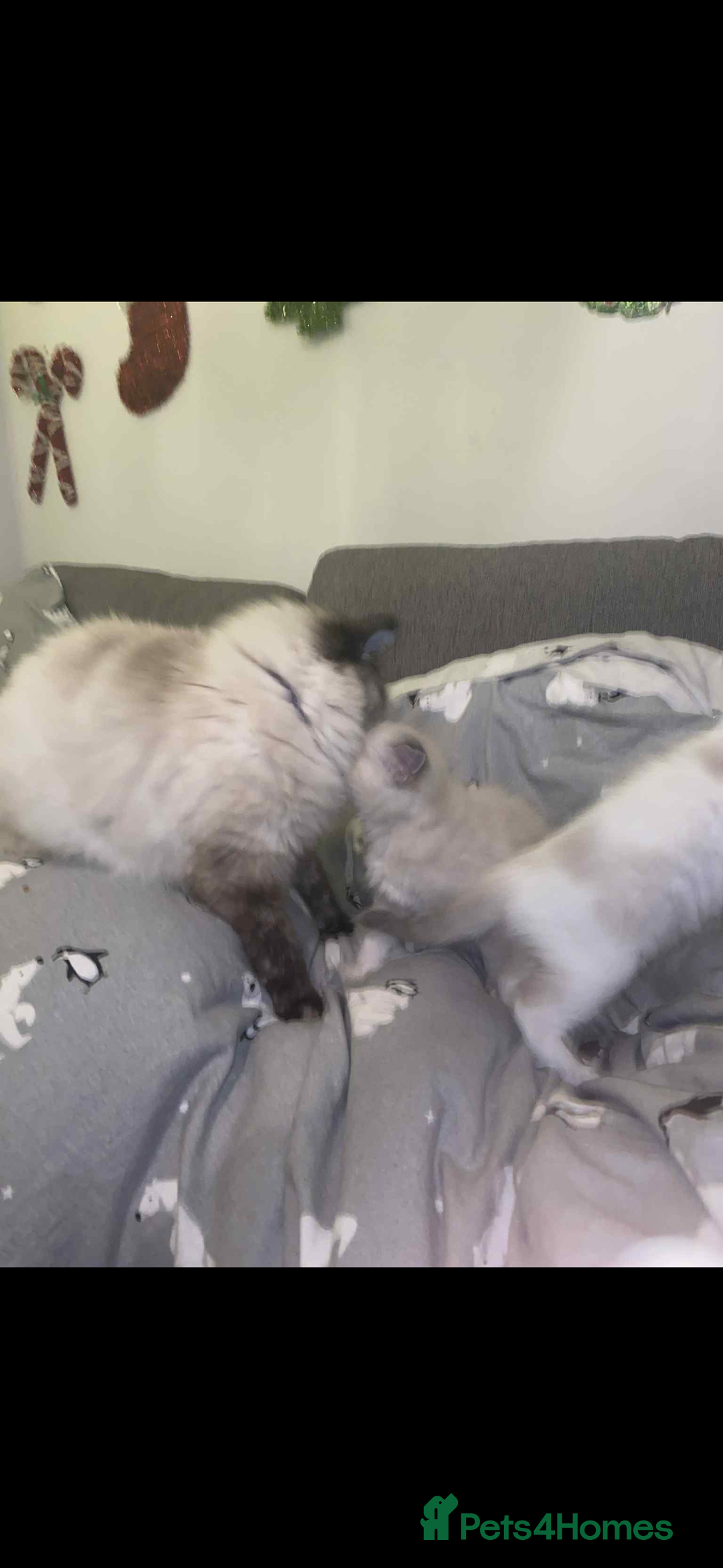 Ragdoll cats for sale: Beautiful ragdoll kittens  - Advert 9