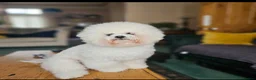 Bichon Frise dogs for sale: Bichon Frise puppy's  - Advert 16