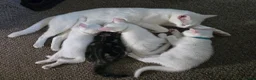 Mixed Breed cats for sale: 5 kittens ready for new homes in Southampton - Advert 2
