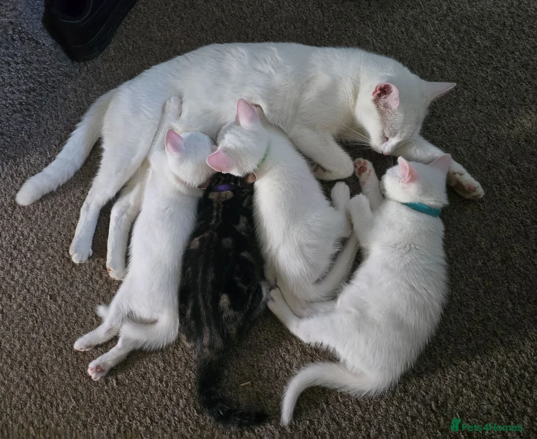 Mixed Breed cats for sale: 5 kittens ready for new homes in Southampton - Advert 2