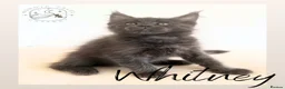Maine Coon cats for sale: High Smoke, Smoke and Solid Pedigree Maine Coon’s - Advert 6