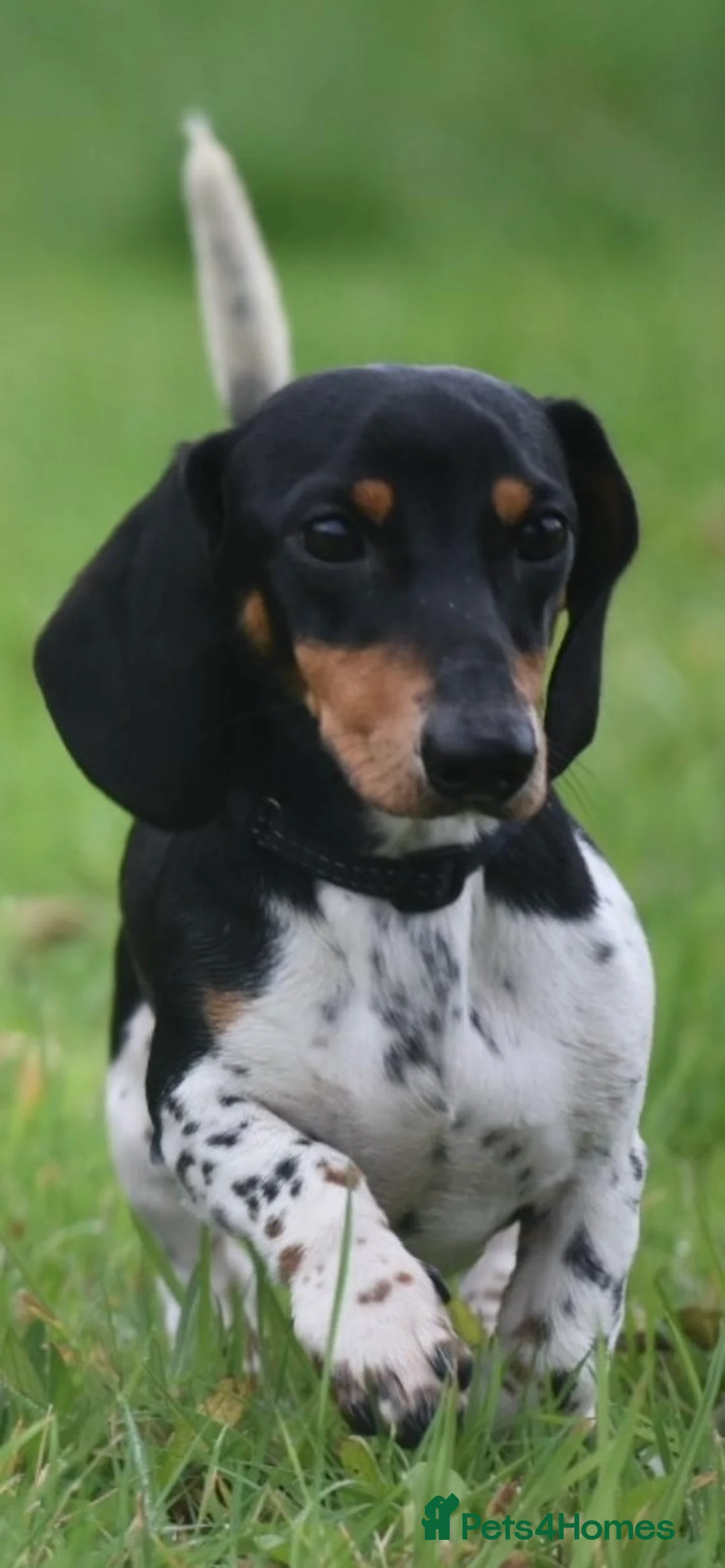 Miniature Dachshund dogs for stud: PRA CLEAR RUSSIAN IMPORT - Advert 4