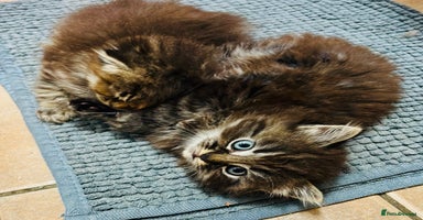 Scottish Fold cats - Advert 3
