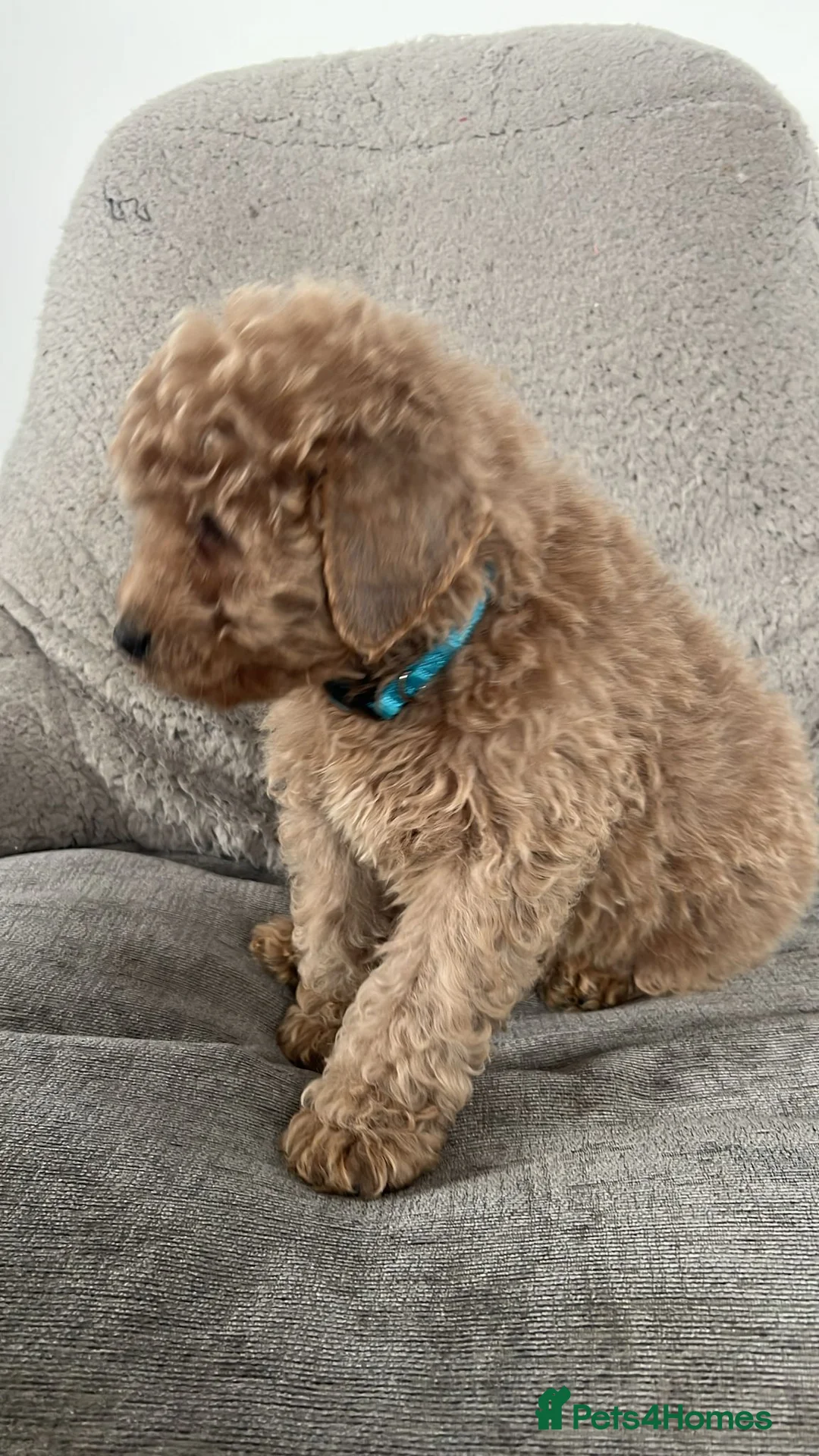 Cavapoo dogs for sale: Beautiful cavapoos for new homes - Advert 9