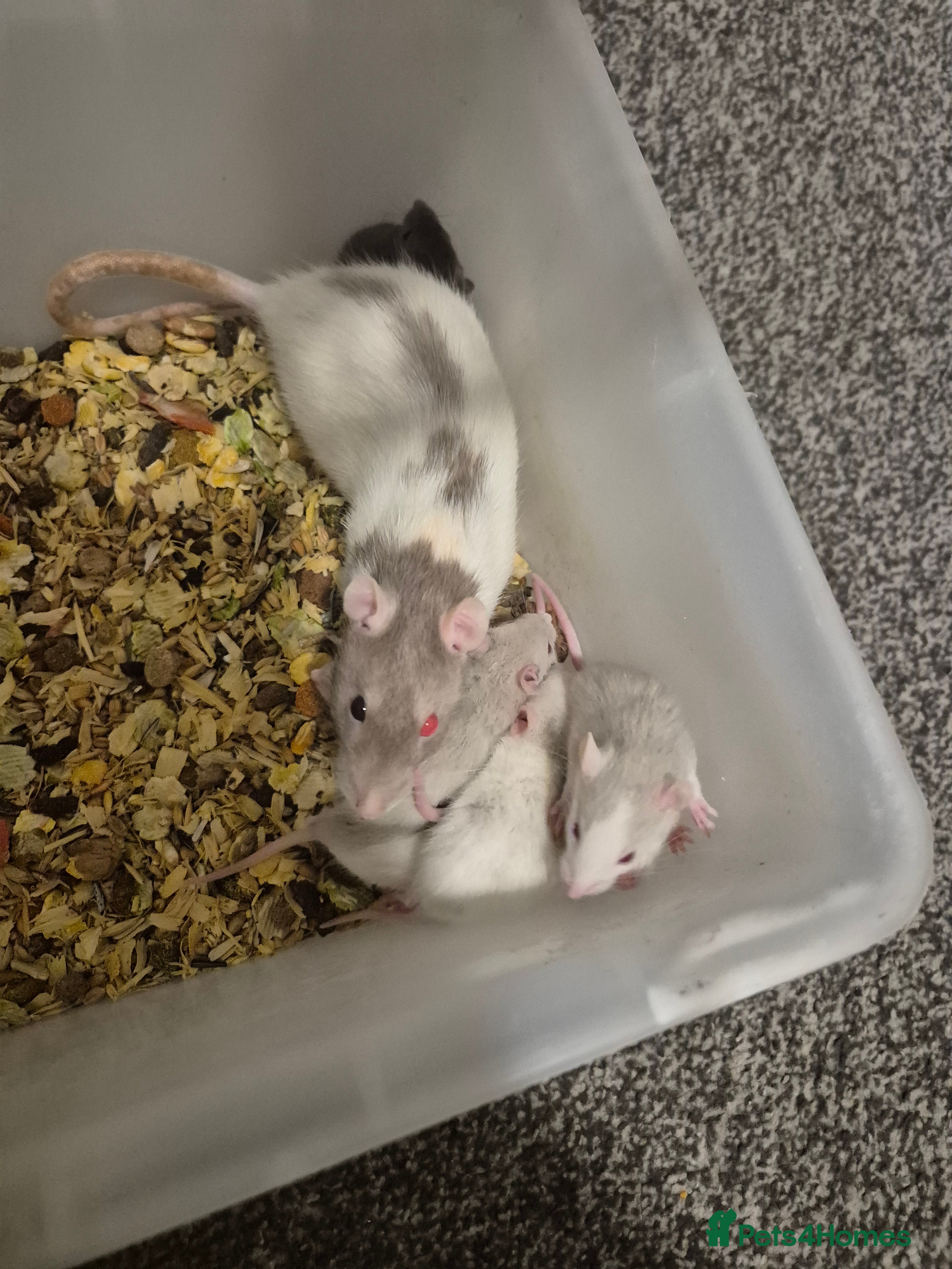 Rat rodents Beautiful babies for sale  - Advert 19