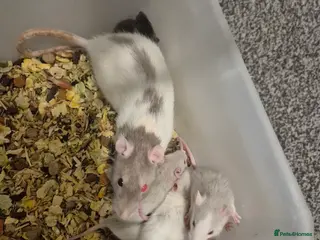 Rat rodents Beautiful babies for sale - Advert 19