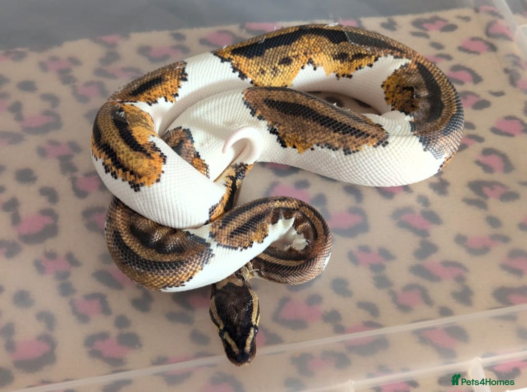 Python Snake reptiles for sale: Ball Pythons & Racks  - Image 2