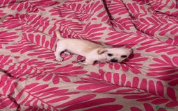 Mixed Breed dogs for sale: 2 Beautiful chihuahua boys needing a loving home  - Advert 1