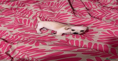 Mixed Breed dogs 2 Beautiful chihuahua boys needing a loving home  - Advert 10