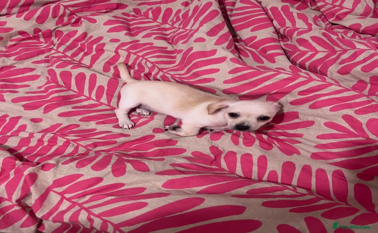 Mixed Breed dogs 2 Beautiful chihuahua boys needing a loving home  - Advert 14