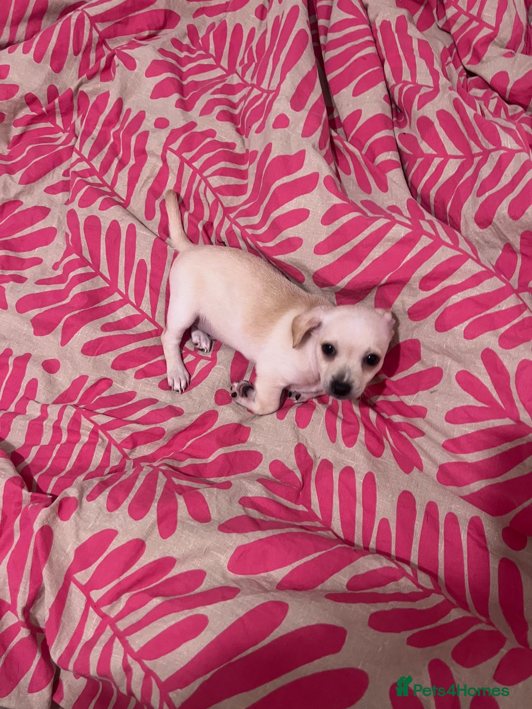 Mixed Breed dogs for sale: 2 Beautiful chihuahua boys needing a loving home  - Advert 1