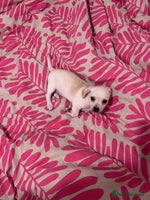 Mixed Breed dogs 2 Beautiful chihuahua boys needing a loving home - Advert 10