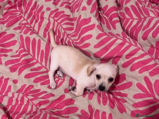 Mixed Breed dogs for sale: 2 Beautiful chihuahua boys needing a loving home - Advert 1