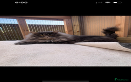 Maine Coon cats for sale: Tica Registered Maine coon kittens (one poly)  - Image 10