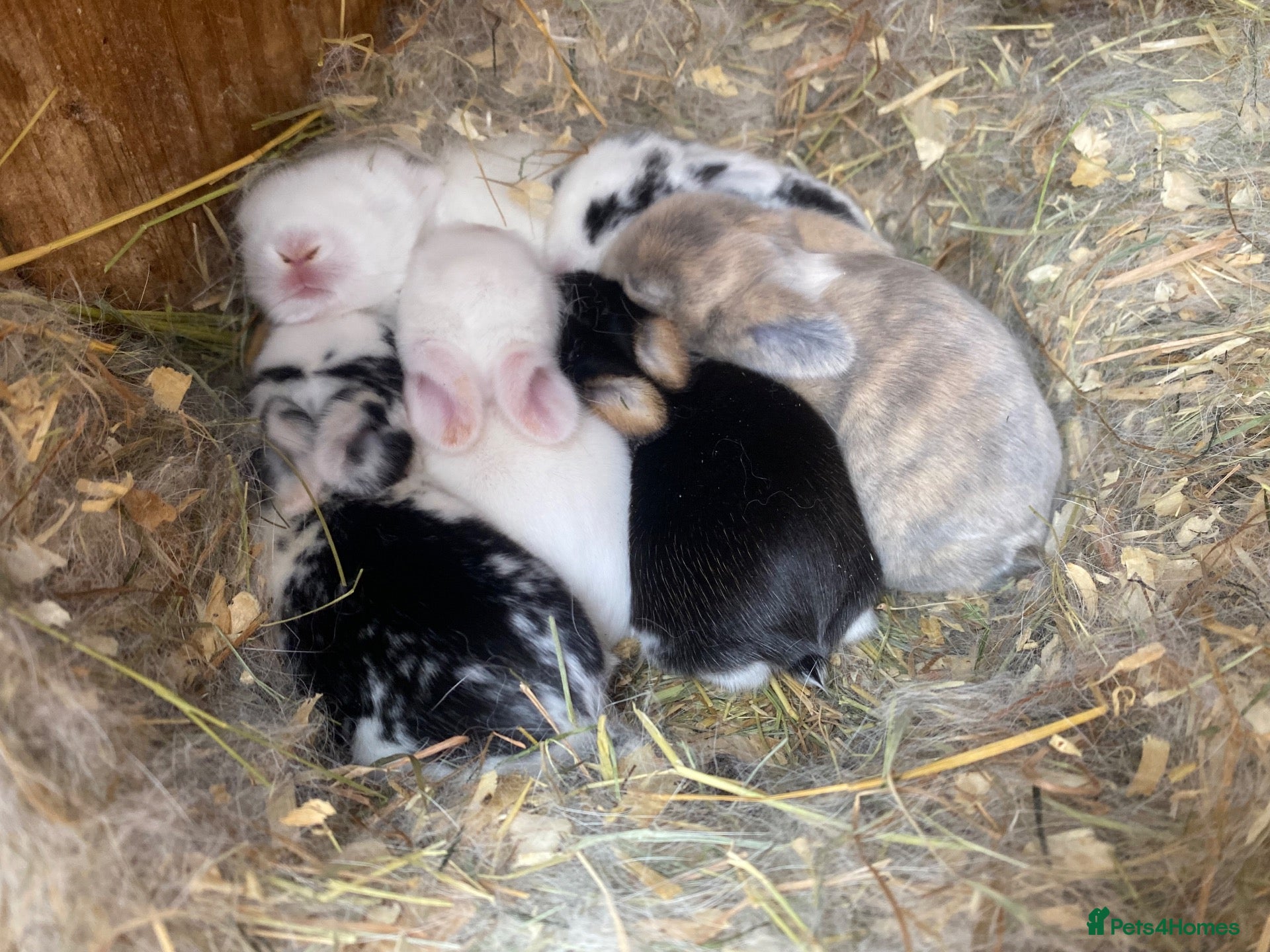 Mini Lop rabbits for sale:  Mini lops Est since 2014  - Advert 2