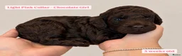 Cockapoo dogs for sale: Extensively DNA Tested Cockapoo Puppies 🧬 - Advert 14