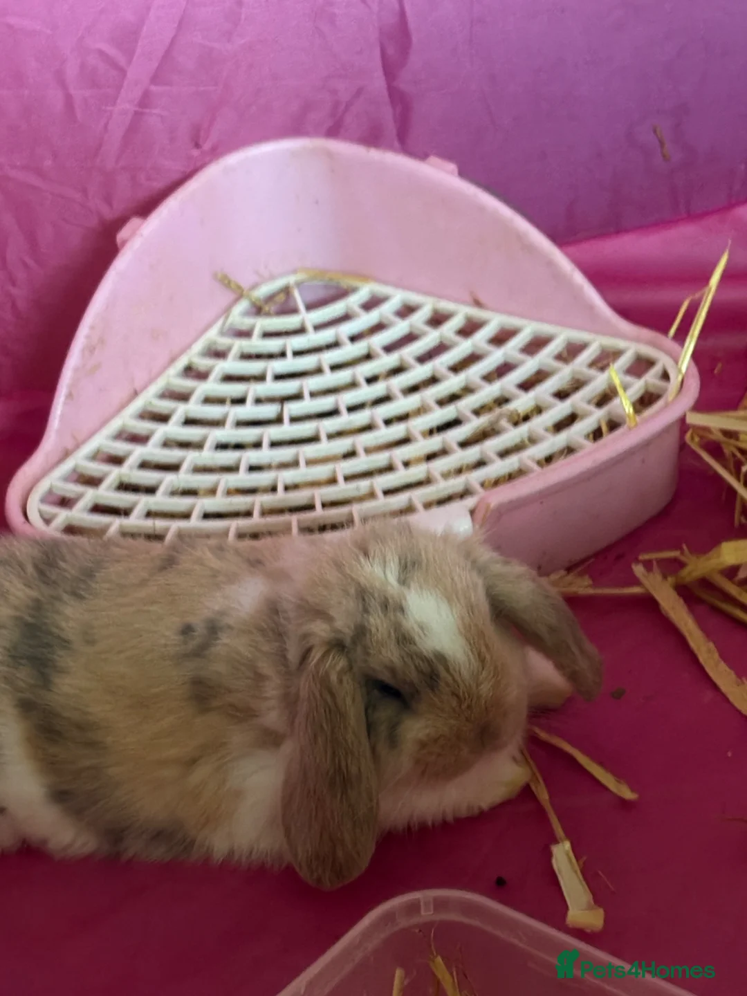 Mini Lop rabbits for sale: Baby mini lop rabbits in Liversedge - Advert 2
