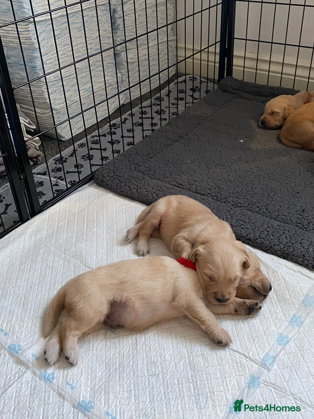 Golden Retriever dogs for sale: Golden retriever pups looking for forever homes  - Image 4