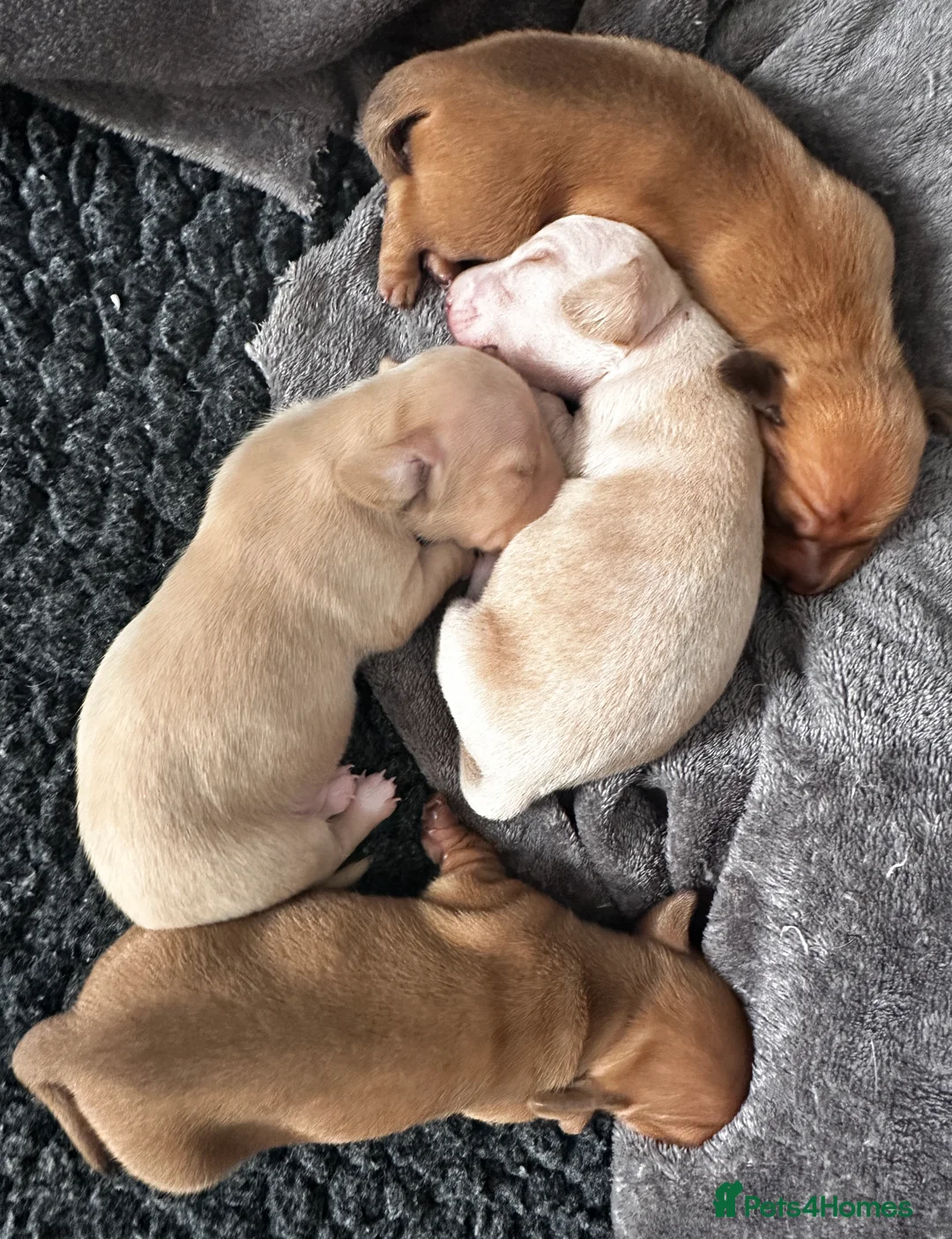 Miniature Dachshund dogs for sale: KC miniature dachshunds  - Advert 14