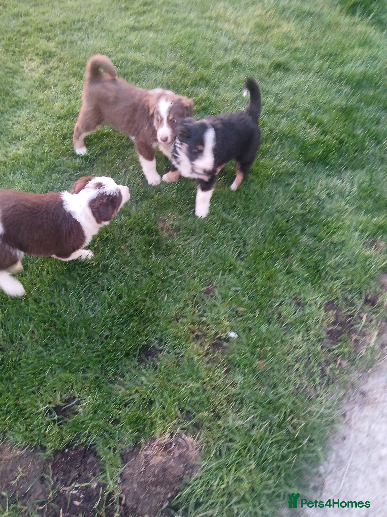 Mixed Breed dogs Bearded collie x puppies - Advert 2