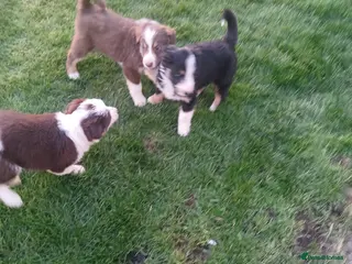 Mixed Breed dogs Bearded collie x puppies - Advert 2