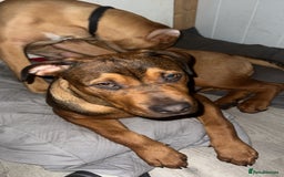 American Bull Staffy dogs for stud: Crash Bandicoot Staffweiler e ATAT d DNA tested ✅✅ - Image 21