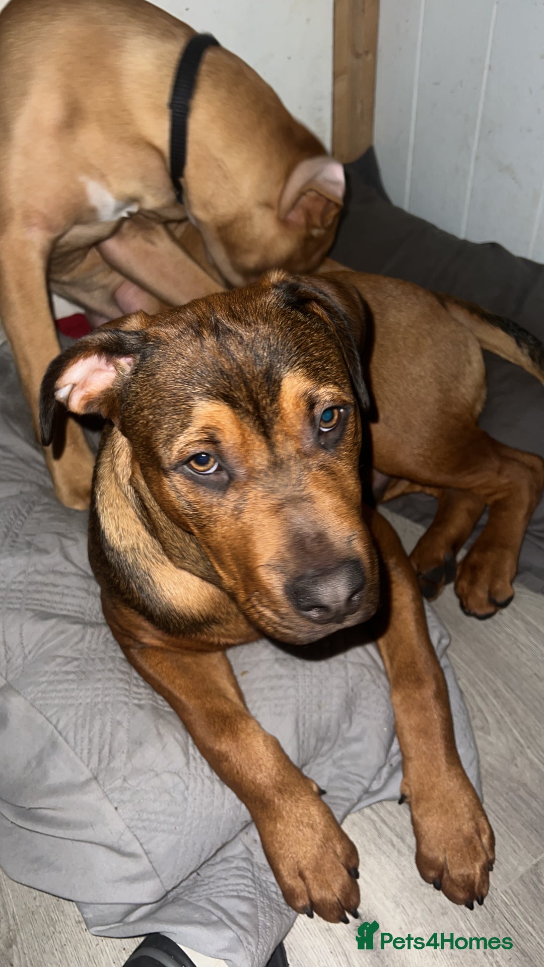 American Bull Staffy dogs for stud: Crash Bandicoot Staffweiler e ATAT d DNA tested ✅✅ - Image 21