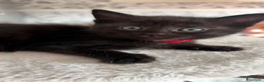 Elmo 