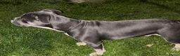 Mixed Breed dogs for sale: Baron in Macduff - Advert 6