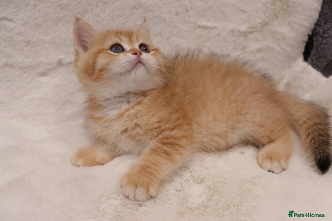 British Shorthair cats for sale: Champion Bloodlines BSH kittens  - Image 5