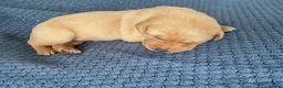 Labrador Retriever dogs for sale: Stunning Labrador Puppies–working bloodlines in Holyhead - Advert 5