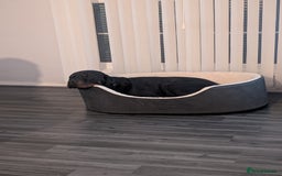 Rottweiler dogs for sale: 1 year 6 month rottweiler needs urgent rehoming - Image 10