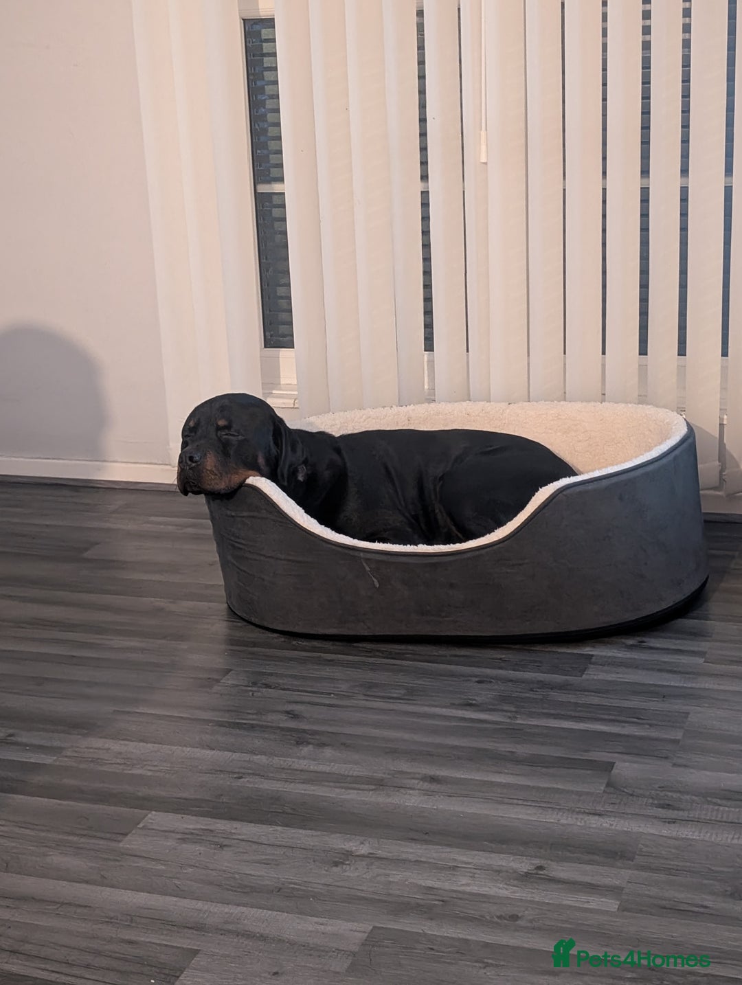 Rottweiler dogs for sale: 1 year 6 month rottweiler needs urgent rehoming - Image 10