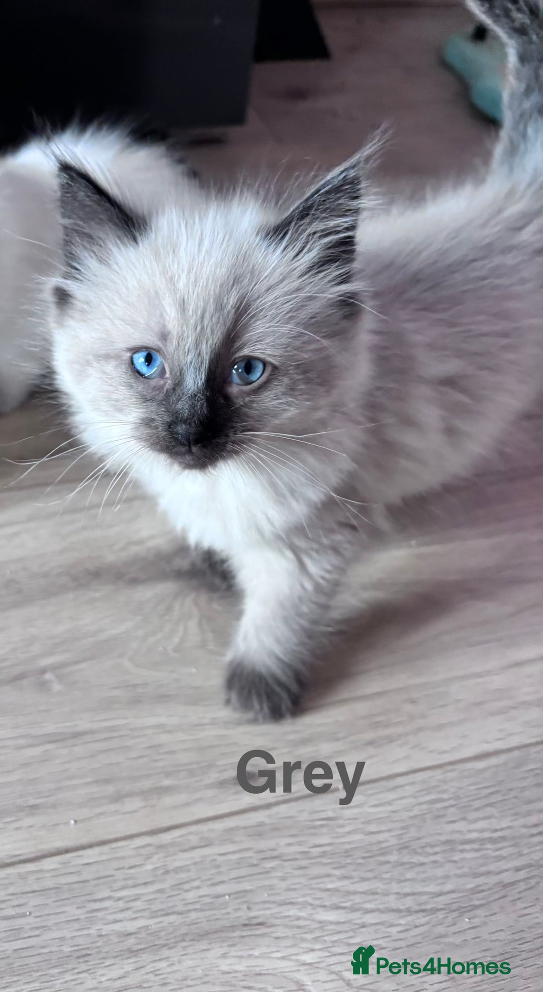 Ragdoll cats for sale: 4 adorable Ragdoll kittens  - Advert 4