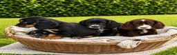 Cocker Spaniel dogs for sale:  🐾One beautiful Kc fully vaccinated Girl now 🐾 - Advert 19