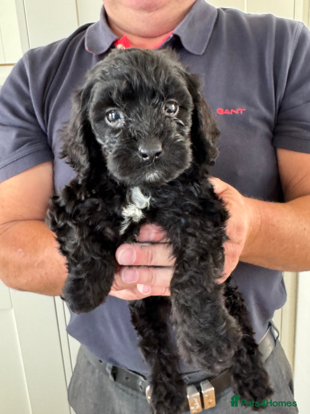 Cockapoo dogs for sale: Cockapoos - Image 5