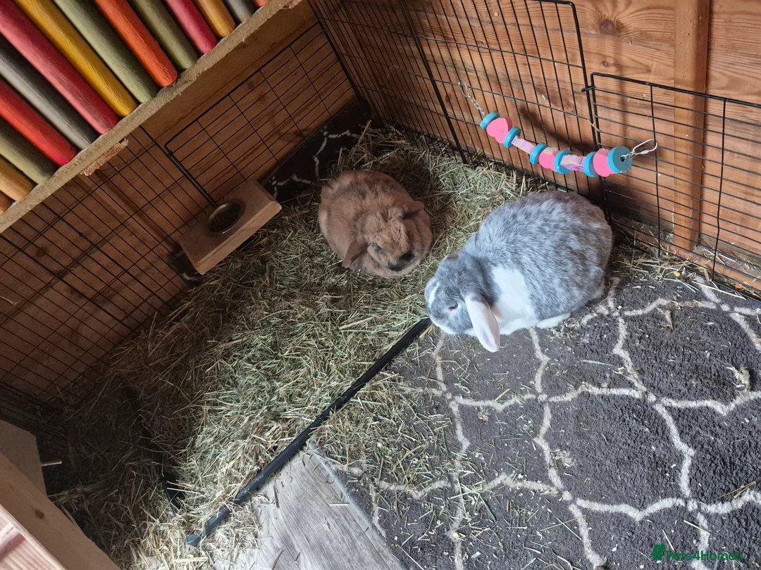 Mini Lop rabbits for sale: Bonded Pair of Lop Buns, Male/Female, Neutered - Advert 14