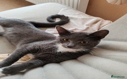 Mixed Breed cats for sale: Grey tuxedo 9 month kitten for a loving home  - Image 1