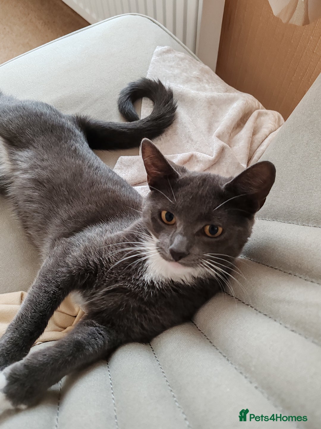 Mixed Breed cats for sale: Grey tuxedo 9 month kitten for a loving home  - Image 1