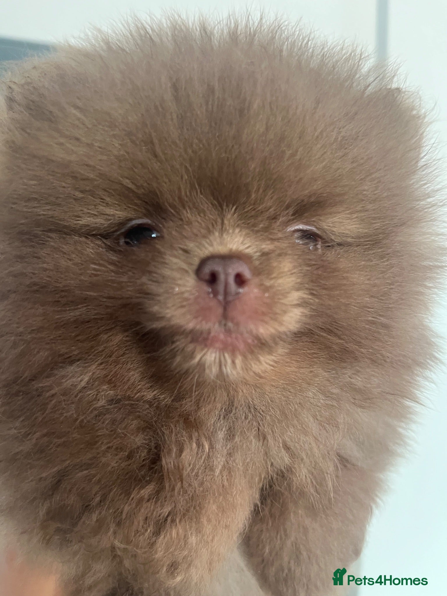 Pomeranian dogs Pomeranian babies for sale!!! - Advert 6