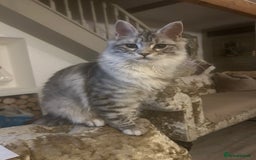 Maine Coon cats for sale: 🐾 Proven TICA  Maine Coon Queen – Black Smoke 🐾 - Image 22