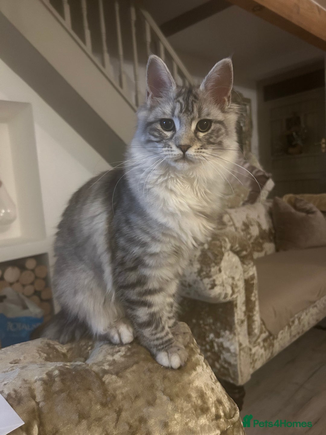 Maine Coon cats for sale: 🐾 Proven TICA  Maine Coon Queen – Black Smoke 🐾 - Image 22