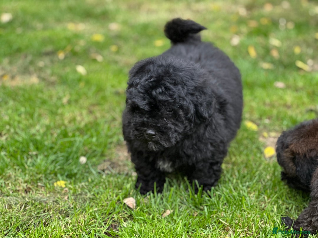 Shihpoo dogs for sale: Absolutely stunning Shihpoo pups ready now ❤️ - Image 23