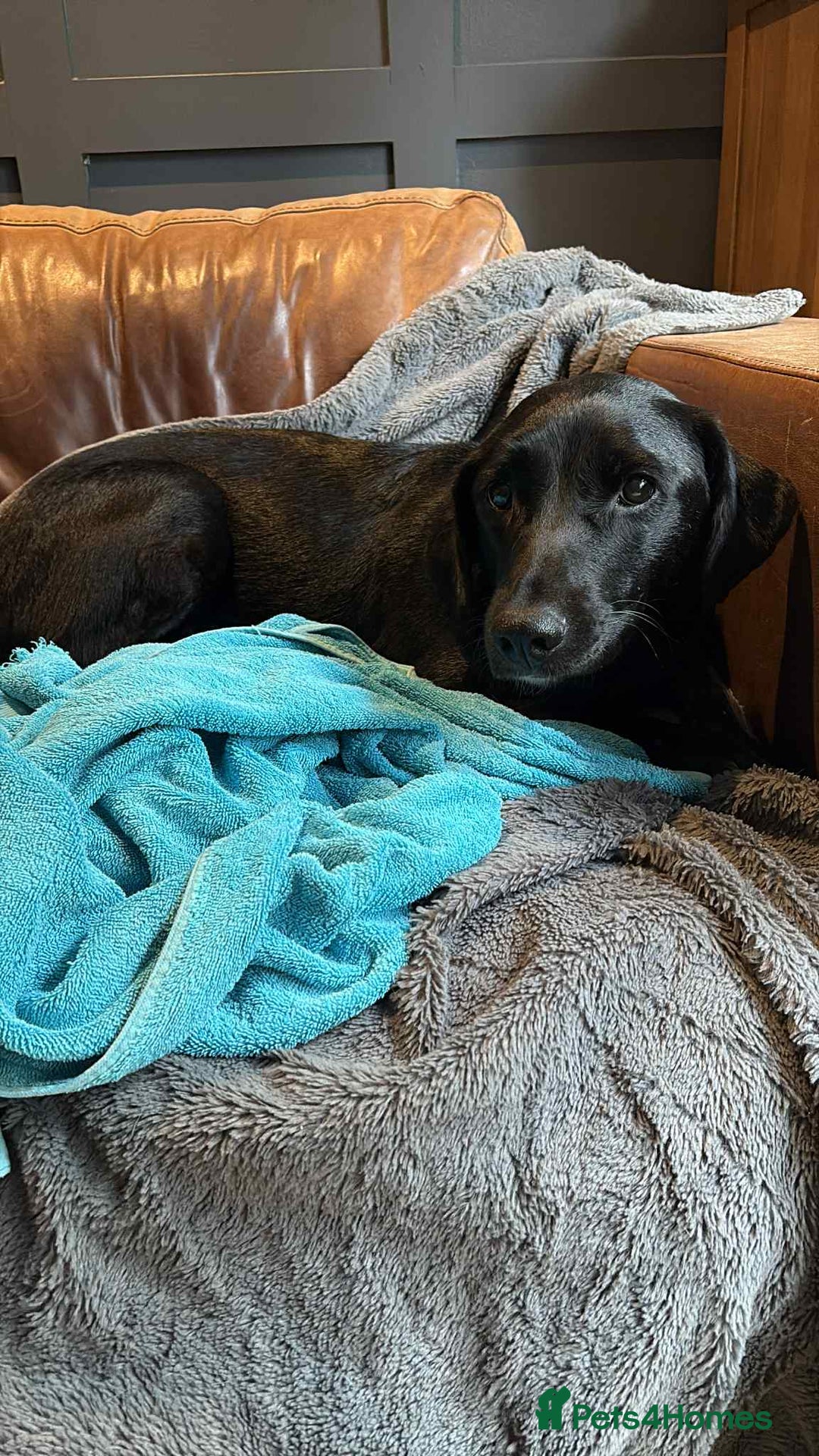 Labrador Retriever dogs for adoption: Pixie - Badersfield Norfolk  - Image 10