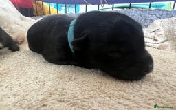 Miniature Schnauzer dogs for sale: Miniature Schnauzer Puppies - Image 18