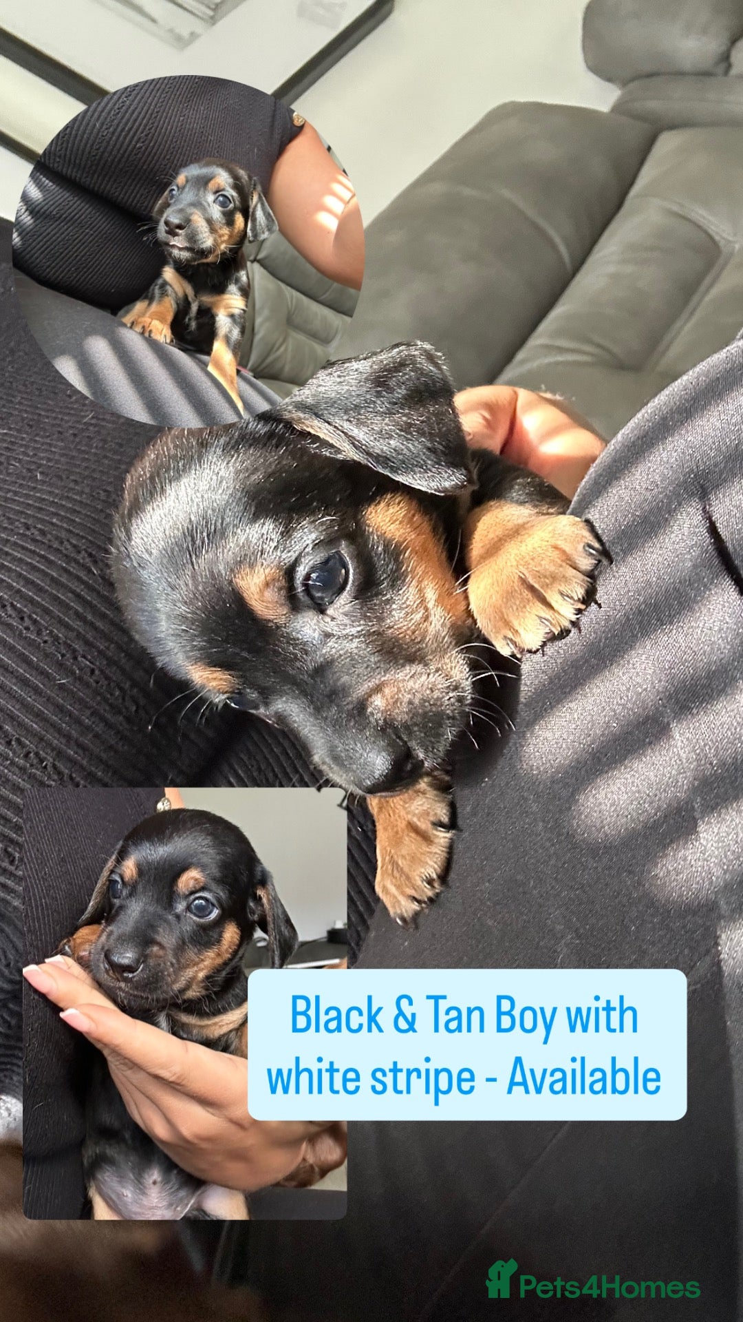 Mixed Breed dogs Stunning JR / Dachshund Pups - Advert 2