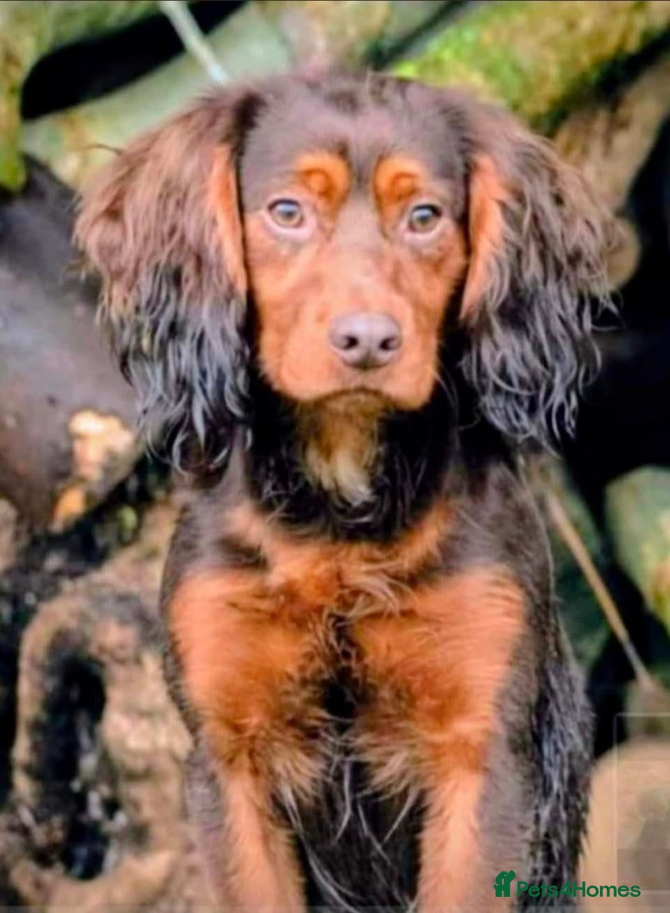 Cocker Spaniel dogs KC Working Cocker Spaniels - Advert 2