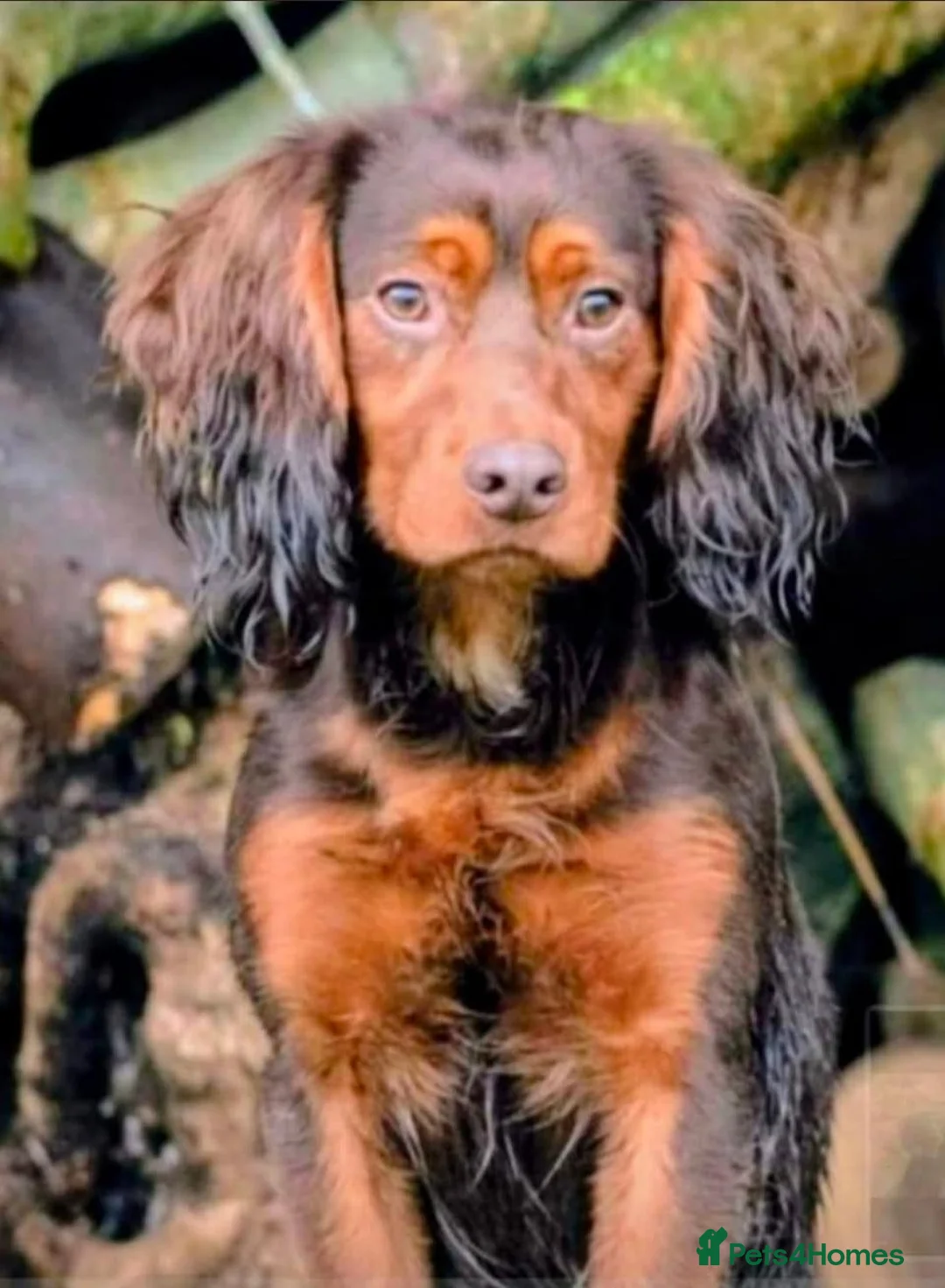 Cocker Spaniel dogs for sale: KC Working Cocker Spaniels - Advert 2