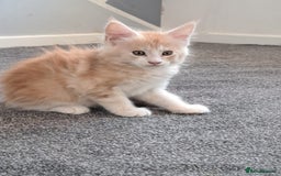 Maine Coon cats for sale: Pure Maine coons fully vaccinated and chipped  - Image 4