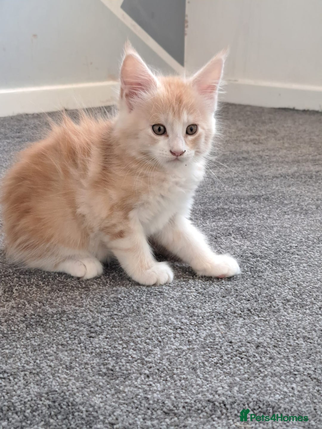 Maine Coon cats for sale: Pure Maine coons fully vaccinated and chipped  - Image 4